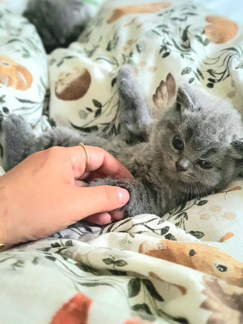 Beautiful Chunky BSH/ SCOTTISH FOLD