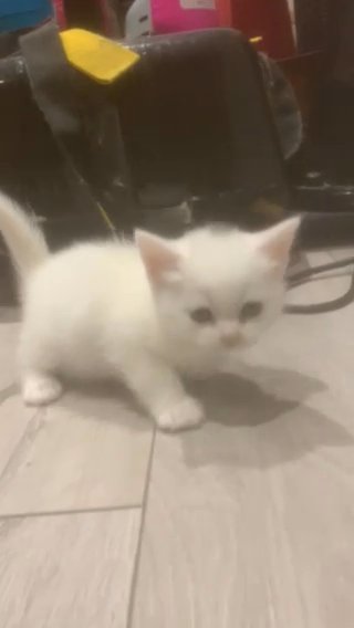 BSH Mixed