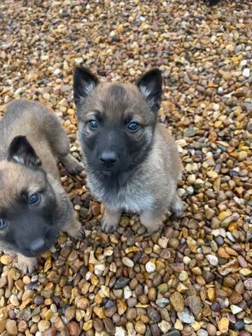 belgian malinois puppy’s for sale