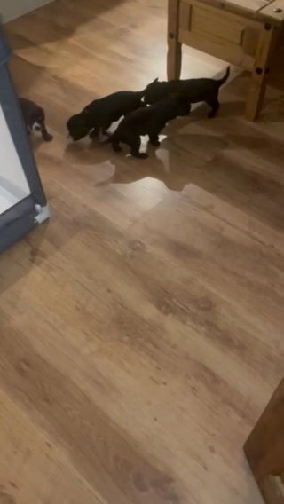 Sprocker Spaniels