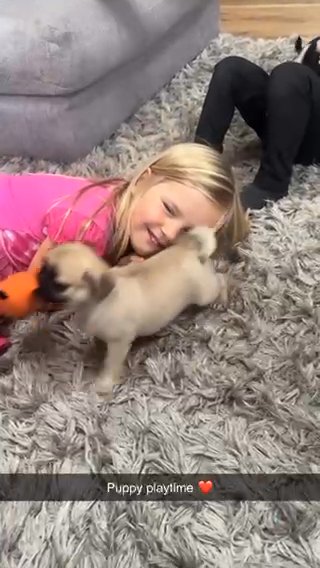 Pug Puppys Carrying Fluffy