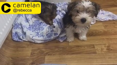 Yorkshire and Biewer Terriers for Sale!!