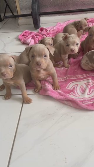 ABKC Pocket Bullies