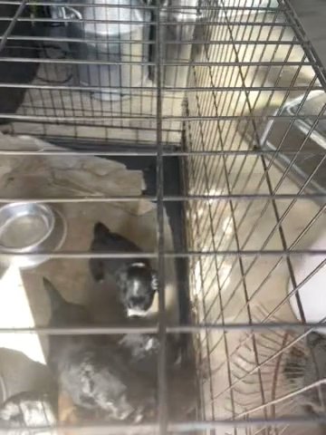 For Sale Seven Week Old Jorkie Puppies
