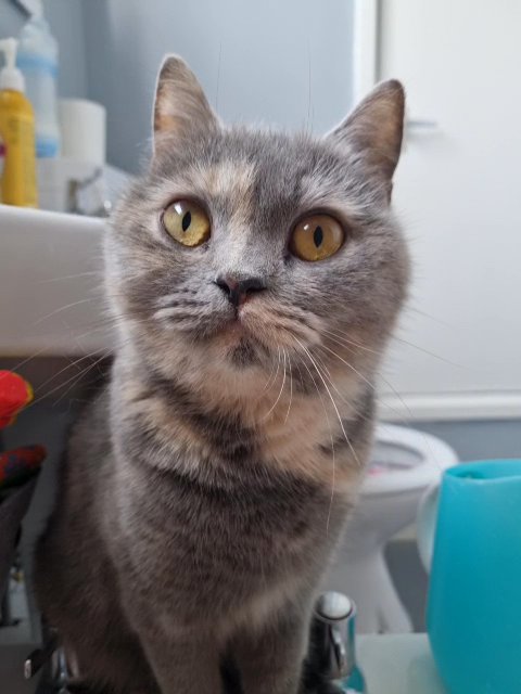 mainecoon x british-shorthair kittens