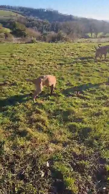 Belgium malinois puppies