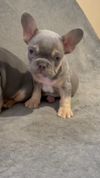 Quality French Bulldog Puppies