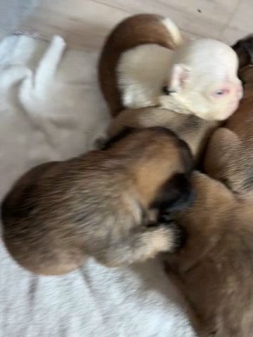 Fluffy Frenchies