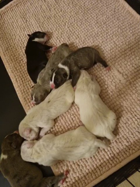 BULLYS JUST BORN