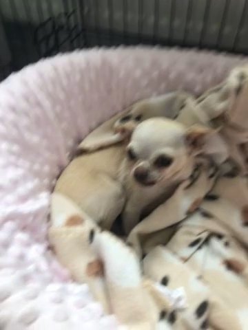 teacup chihuahua