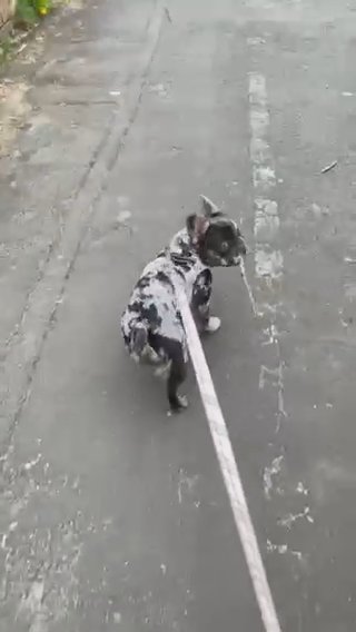 Merle Fluffy Frenchie