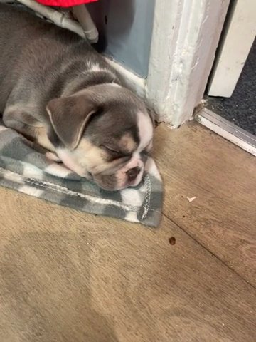 2 French Bulldogs