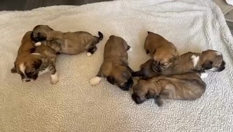 Kc Registered Five Generation Pedigree Lhasa Apso ONLY 3 BOYS LEFT