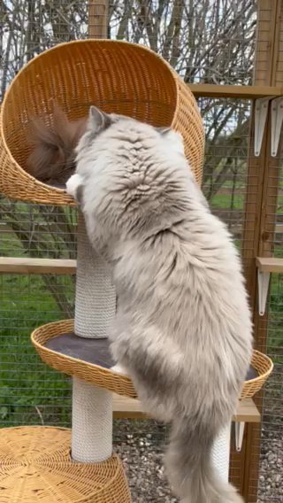 Stunning GCCF Reg Stud Available For Stud Duties