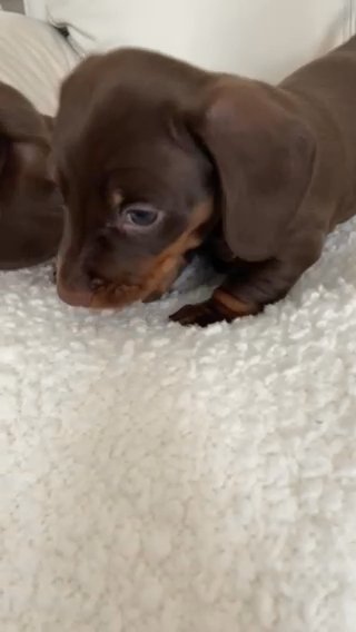 KC Health Tested Parents True Mini Daxi Boys
