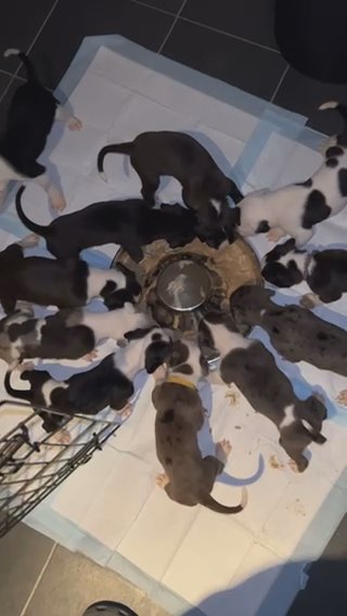 Presa X Cane Corso READY TO GO