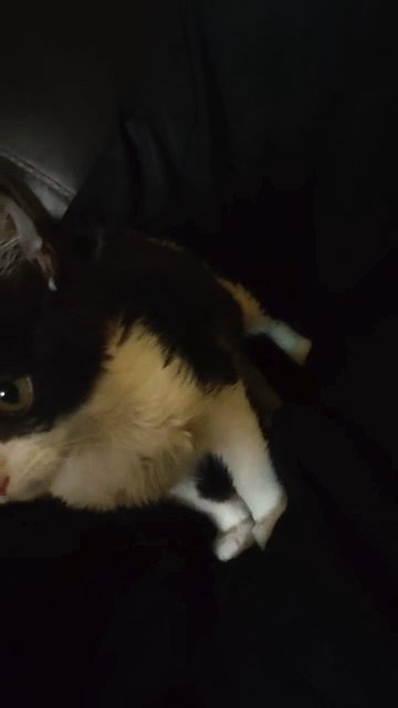 kitten for sale