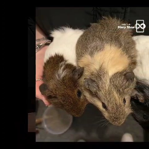 3 Gorgeous Guinea Pig Brothers
