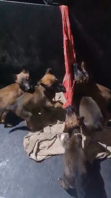 Belgian  malinious shepherd puppy