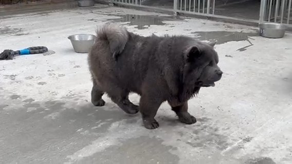 Blue Smooth Coat Chow Chow ***STUD***