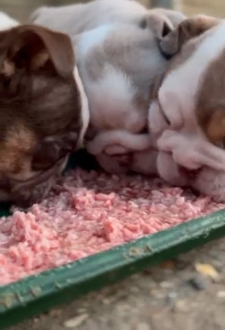 English Bulldog Pups