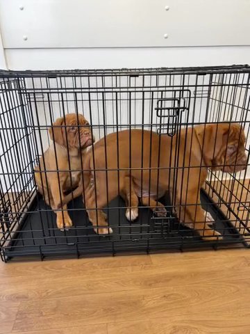Dogue De Bordeaux