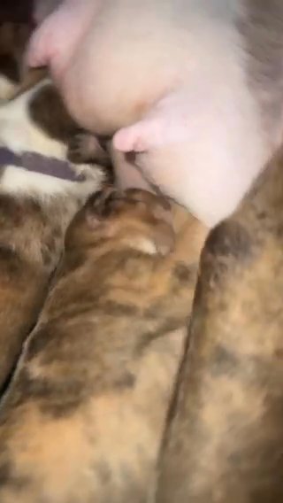 Last 2 Female American Bully