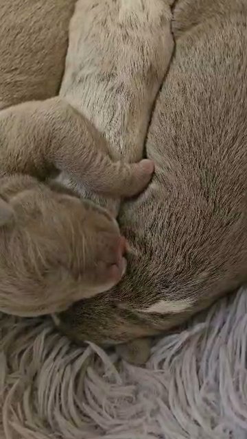 American bully