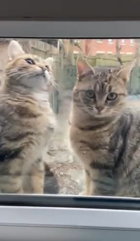 Two Male And Female Cats
