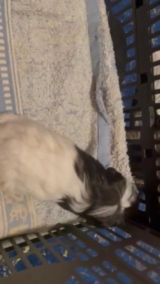 Beautiful Guinea Pig Baby Girl