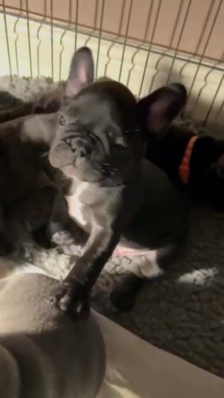 French Bulldog Puppies Soon Available ?