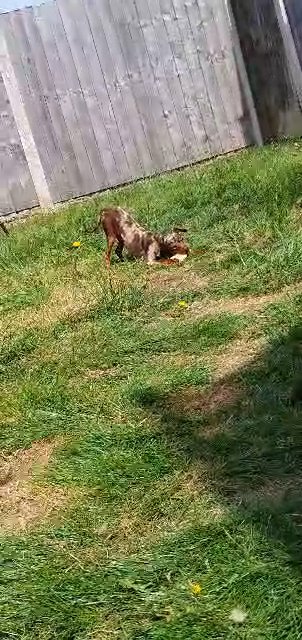 Dog for stud