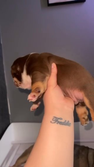English bulldogs 2 boys 3 girls
