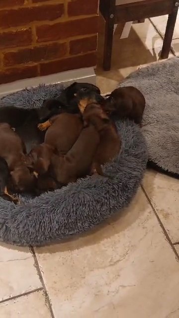 adorable smoth haired miniature  Dachhund pupies LAST ONE
