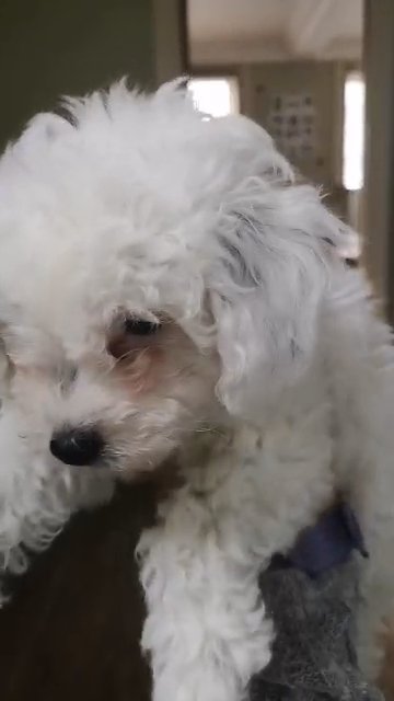 REDUCED Toy poodle
