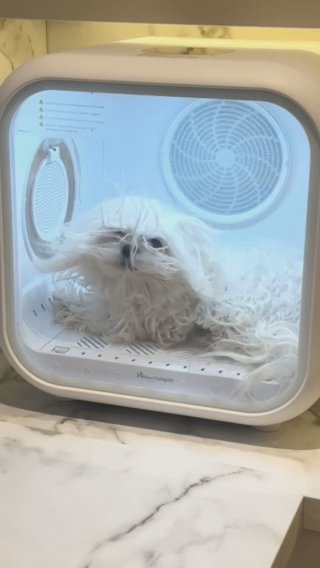 ?Tiny Korean Maltese STUD ONLY - Proven?