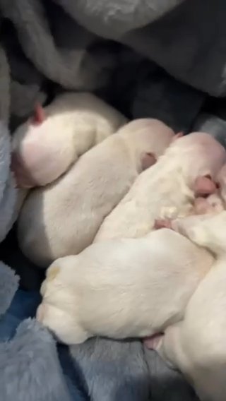 Plantinum French Bull Dogs