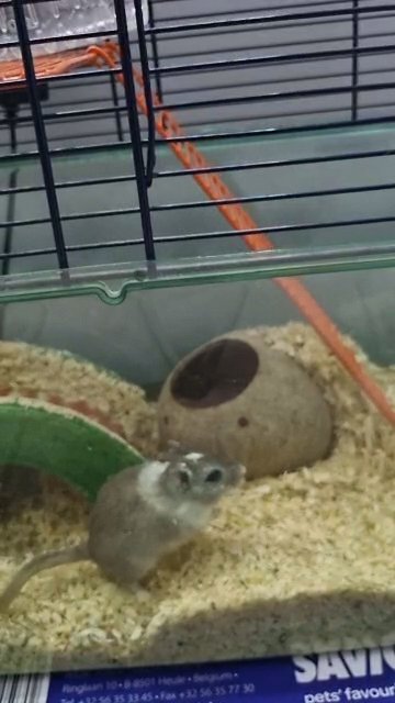 Gerbil for sale