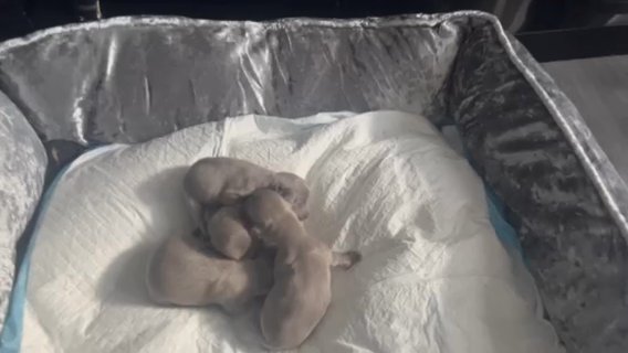 Chihuahua, Puppies for sale. Redditch
