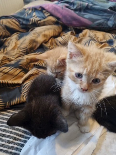 kittens