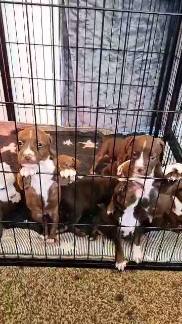 Bully puppies available