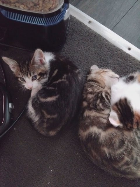 kittens