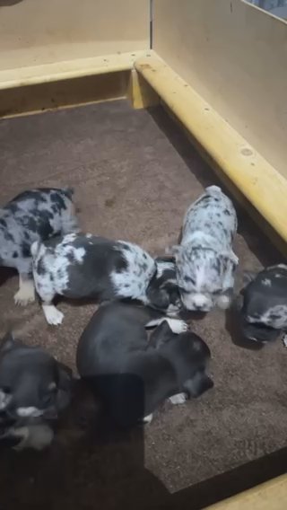 French Bull Dogs