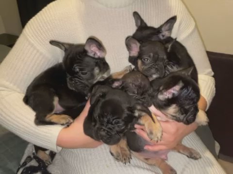 Fluffy Carrier Champion Blood Puppies