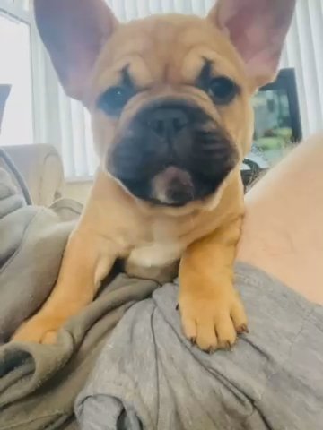3 stunning french bulldogs