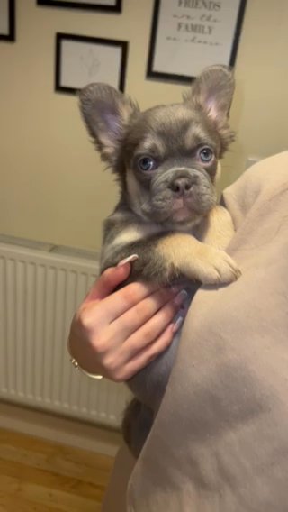 VISUAL FLUFFY FRENCH BULLDOG