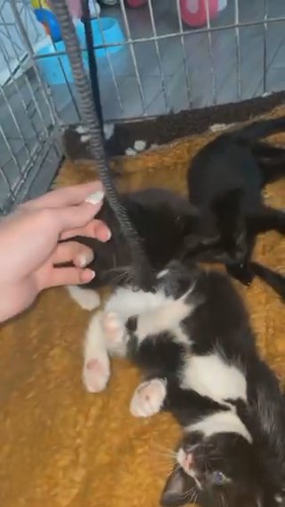 Kitten