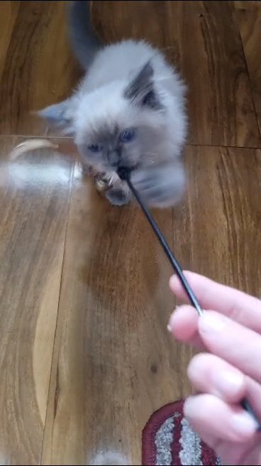 GCCF registered ragdoll kittens