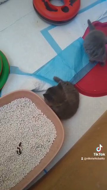 beautiful chunky British blue kittens