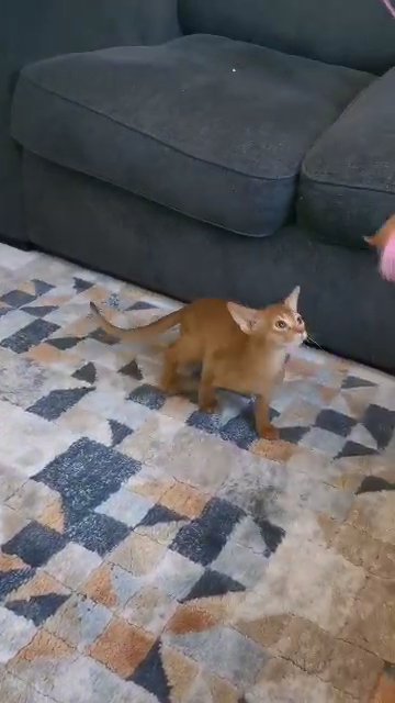 Sorrel Abyssinian girl